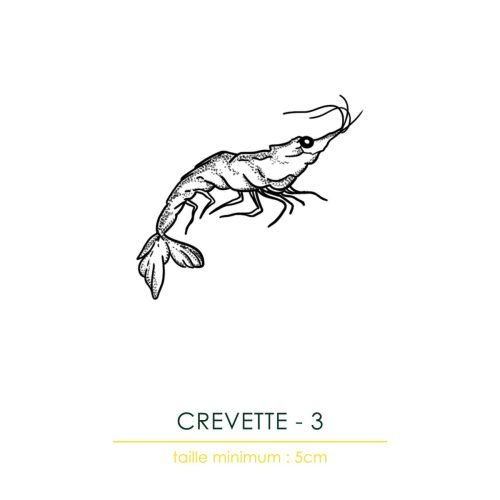 FLASH-HYPER-MA-TATTOO-wp_432